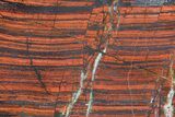 Polished Tiger Iron Stromatolite - ( Billion Years) #72911-1
